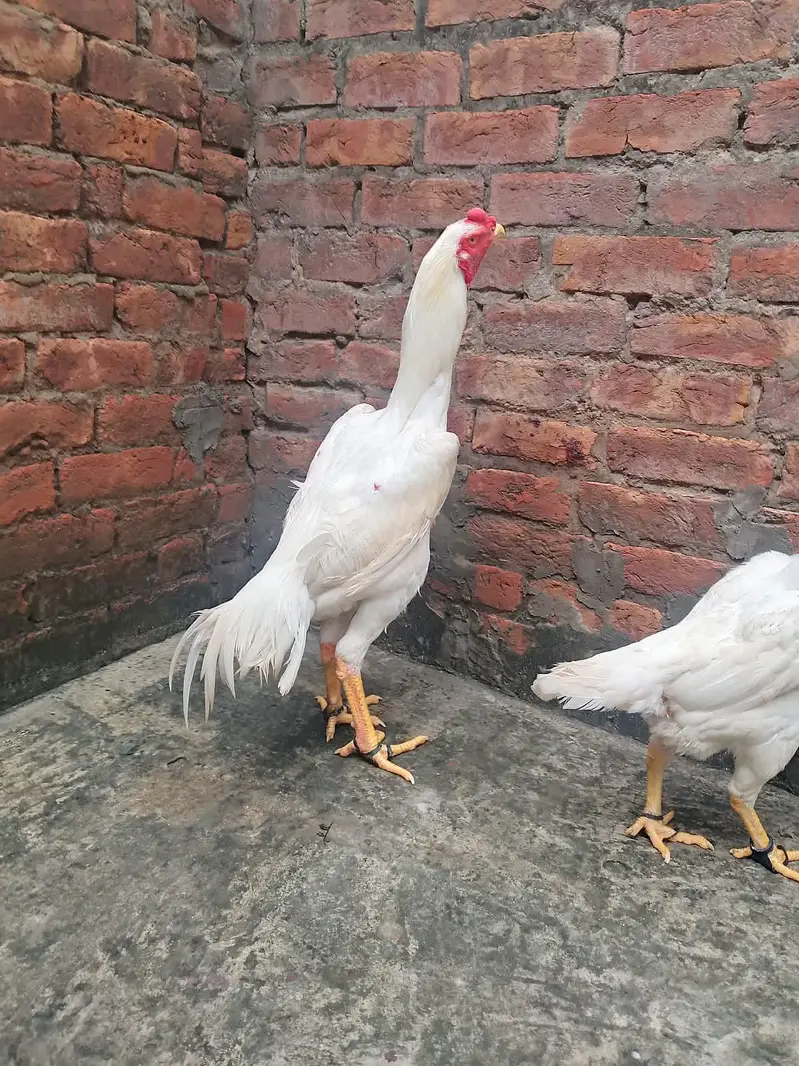 Aseel Shamo pure paper white pair hen egg de rhi h 03077036825 — photo 9