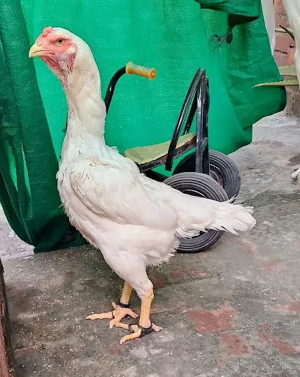 Aseel Shamo pure paper white pair hen egg de rhi h 03077036825 — photo 11