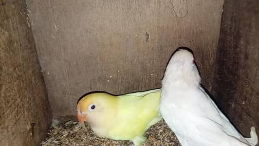 albino vs deceno