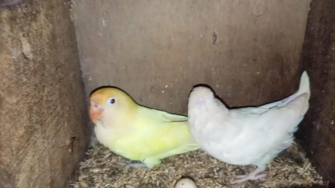 albino vs deceno — photo 2