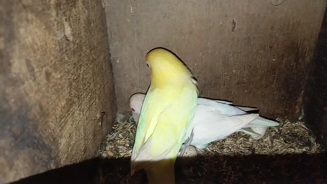 albino vs deceno — photo 3