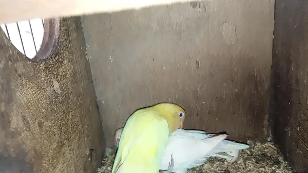 albino vs deceno — photo 4