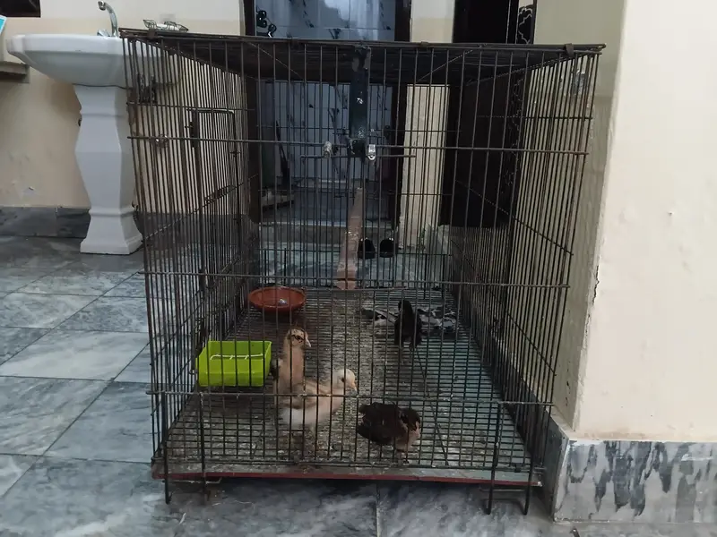 Used birds cage in good condition — photo 2