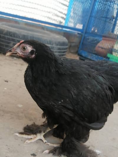Bantam pair for sale