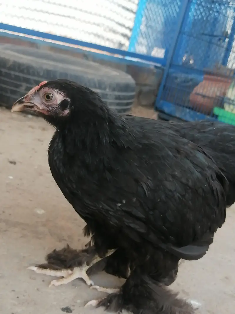 Bantam pair for sale — photo 2