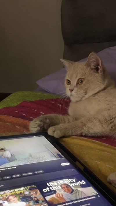 Male Persian Cat available for Adoption