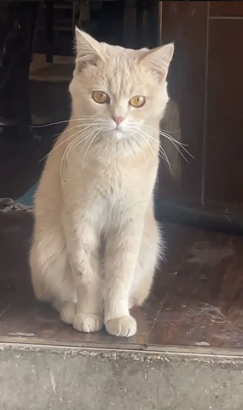 Male Persian Cat available for Adoption — photo 2