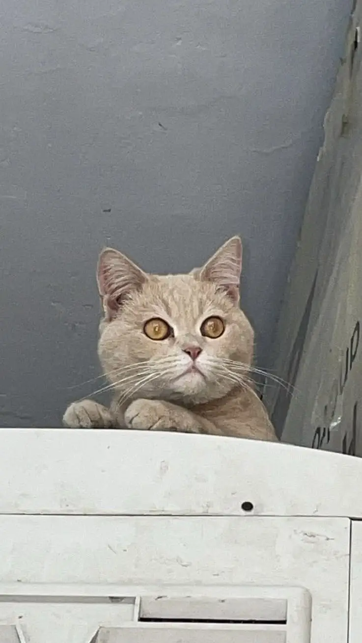 Male Persian Cat available for Adoption — photo 3