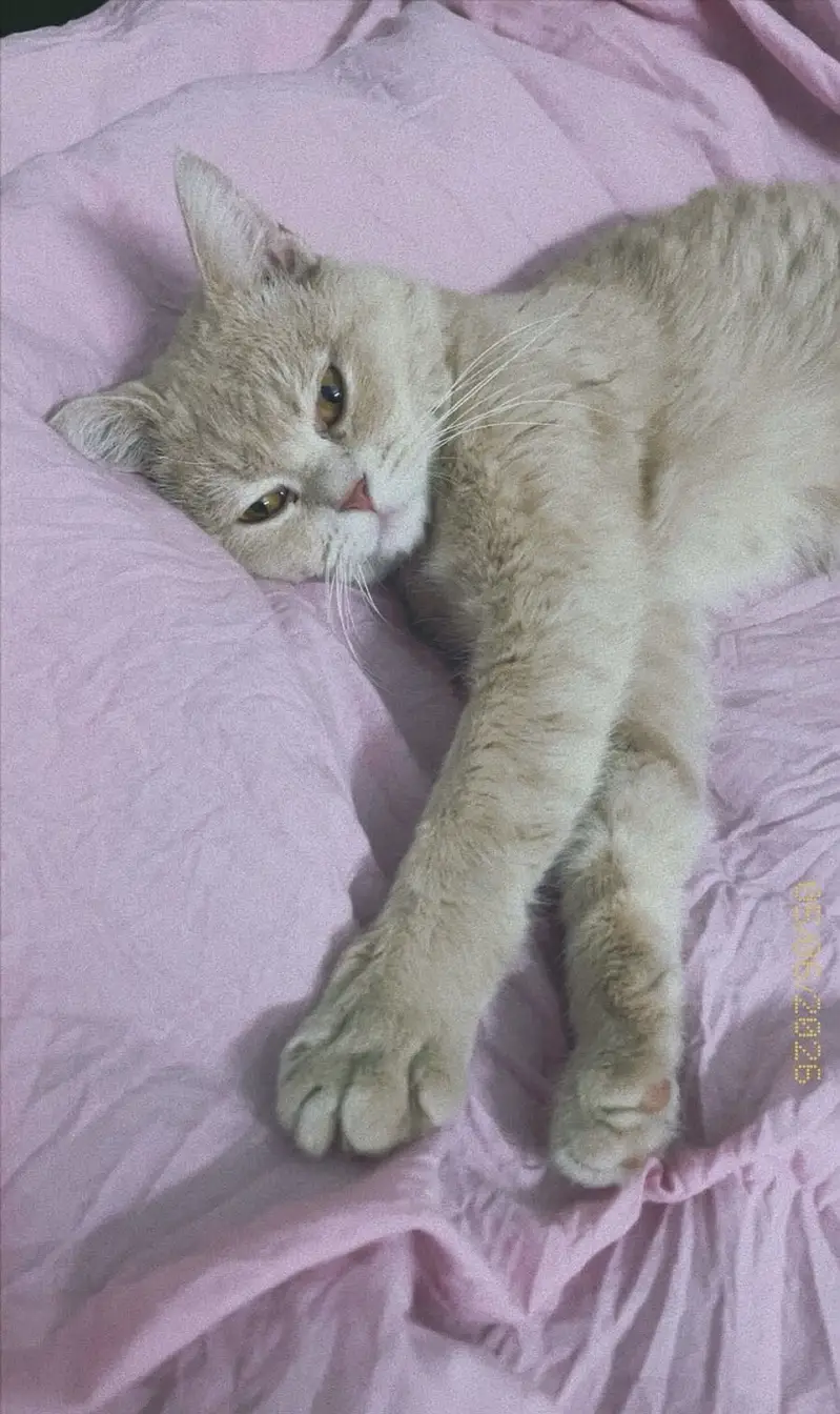 Male Persian Cat available for Adoption — photo 4