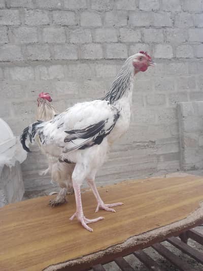 hen for sale