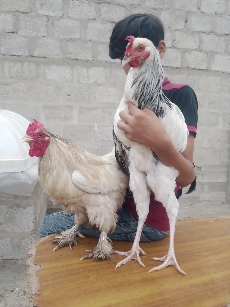 hen for sale — photo 2