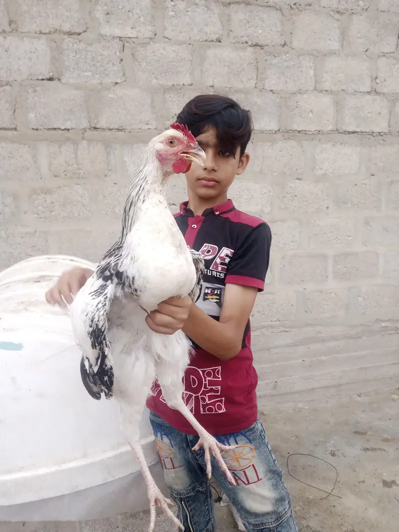 hen for sale — photo 3