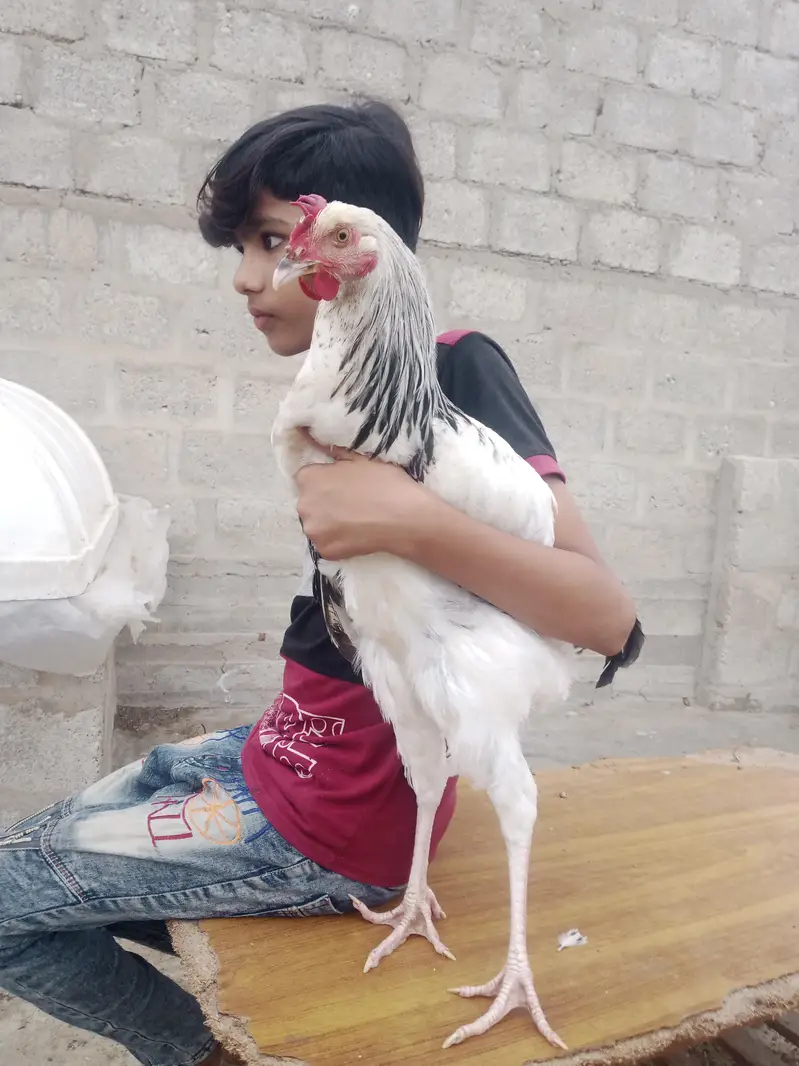 hen for sale — photo 4