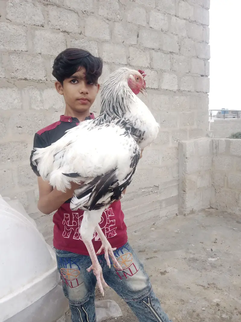 hen for sale — photo 5