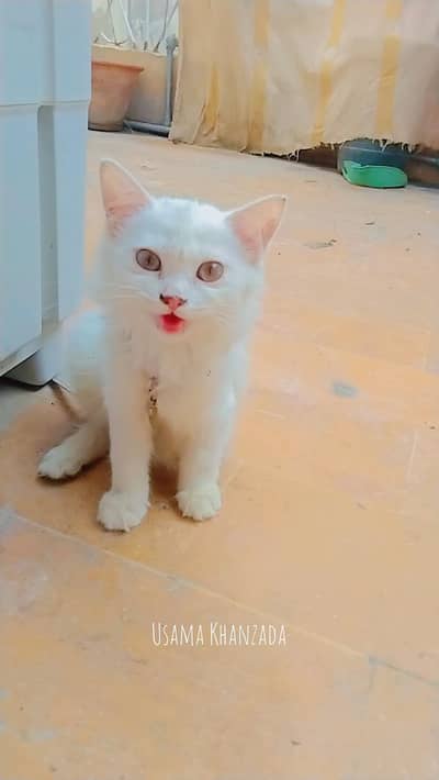 purshian Kitten