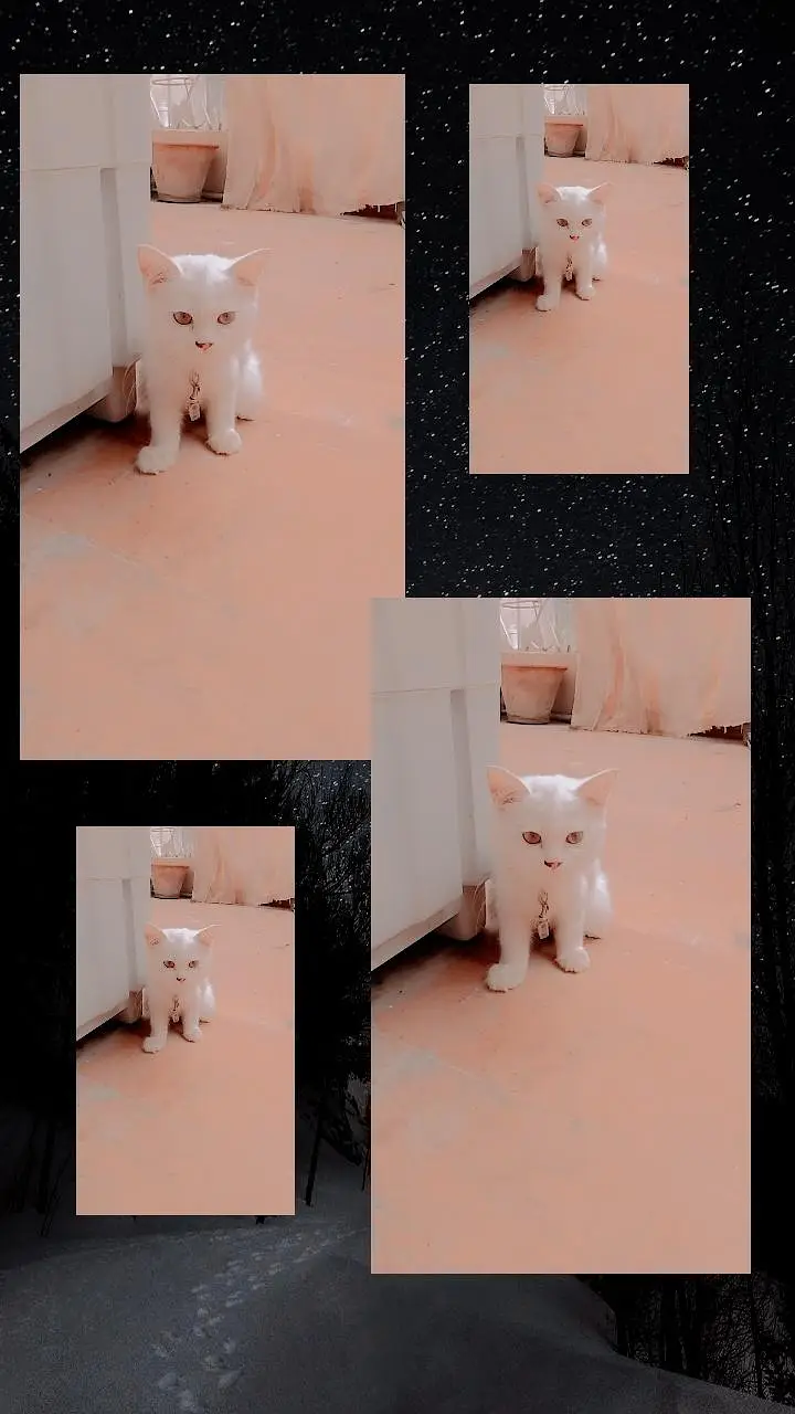 purshian Kitten — photo 2