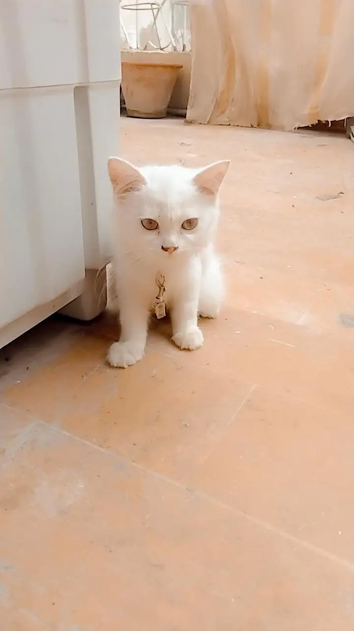 purshian Kitten — photo 3
