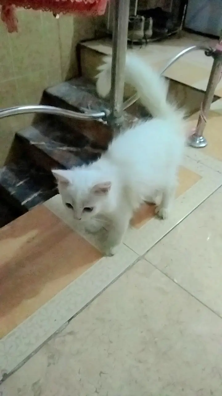 purshian Kitten — photo 4