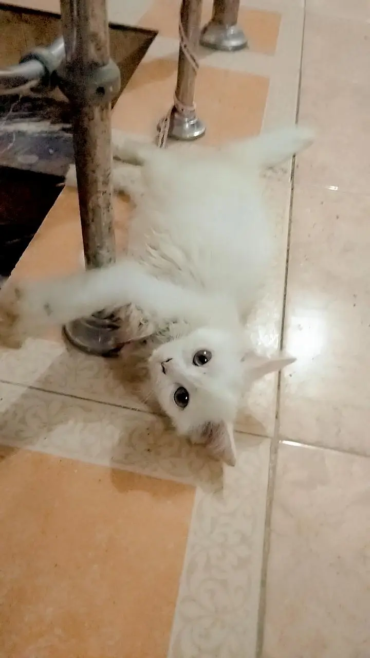 purshian Kitten — photo 5