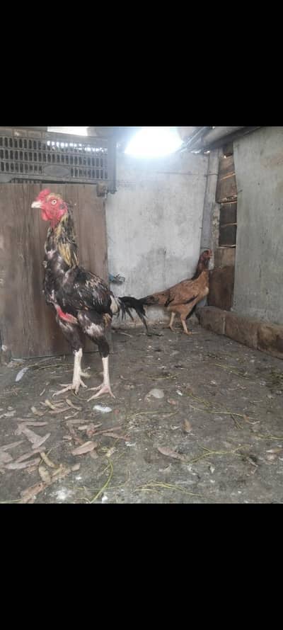 aseel murg murge ka pair urgent for sale
