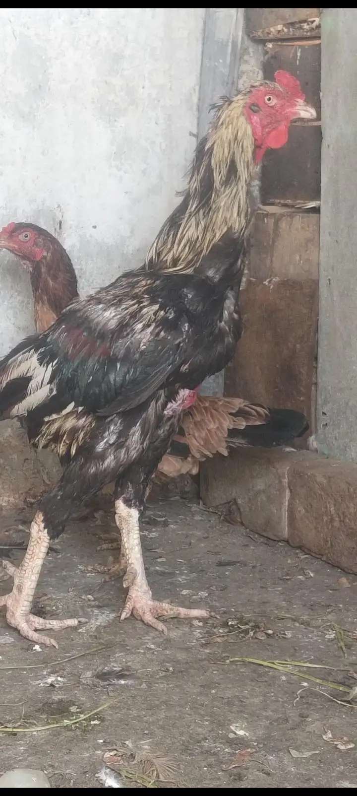 aseel murg murge ka pair urgent for sale — photo 2