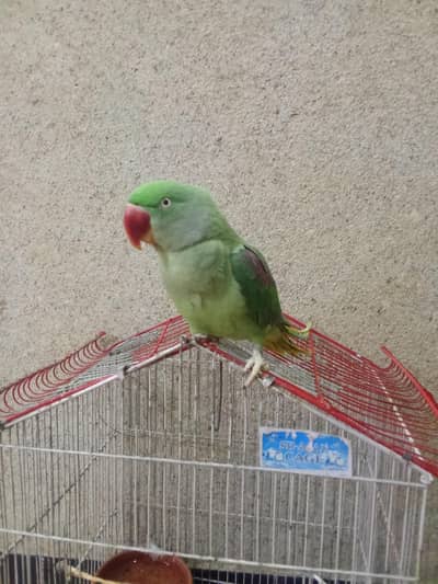 Raw parrot