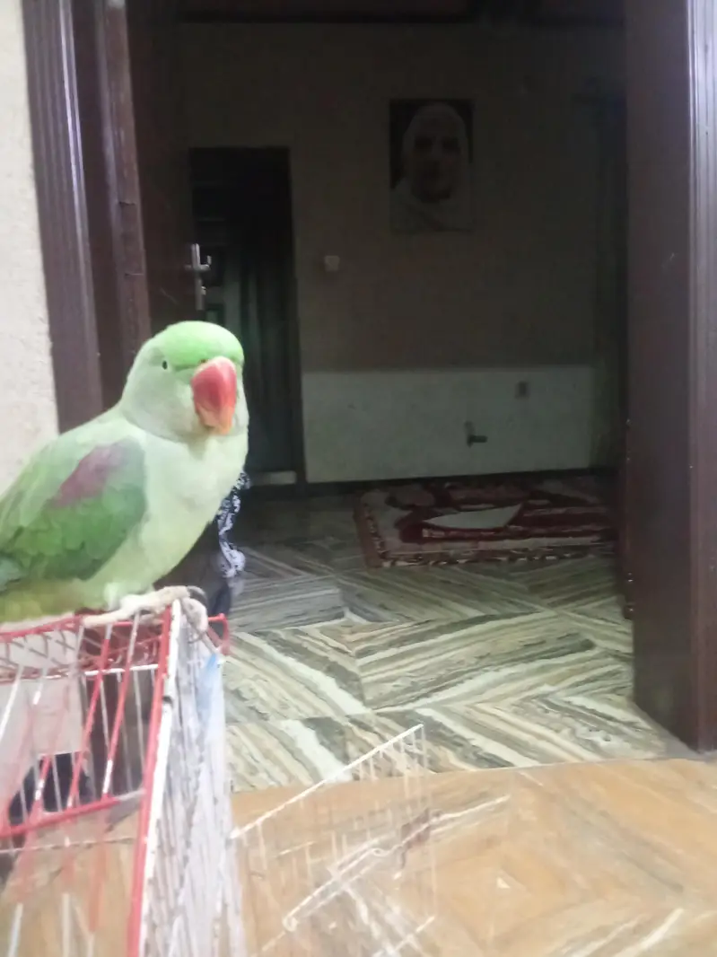 Raw parrot — photo 2