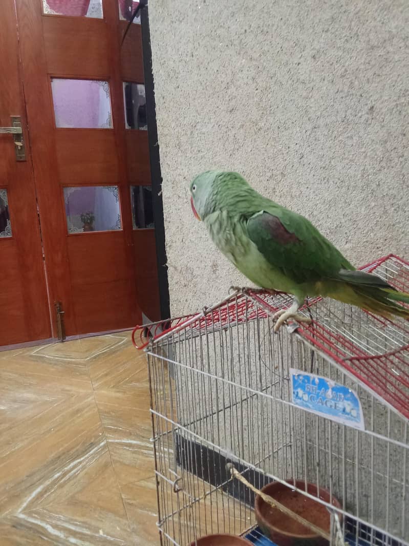 Raw parrot 2