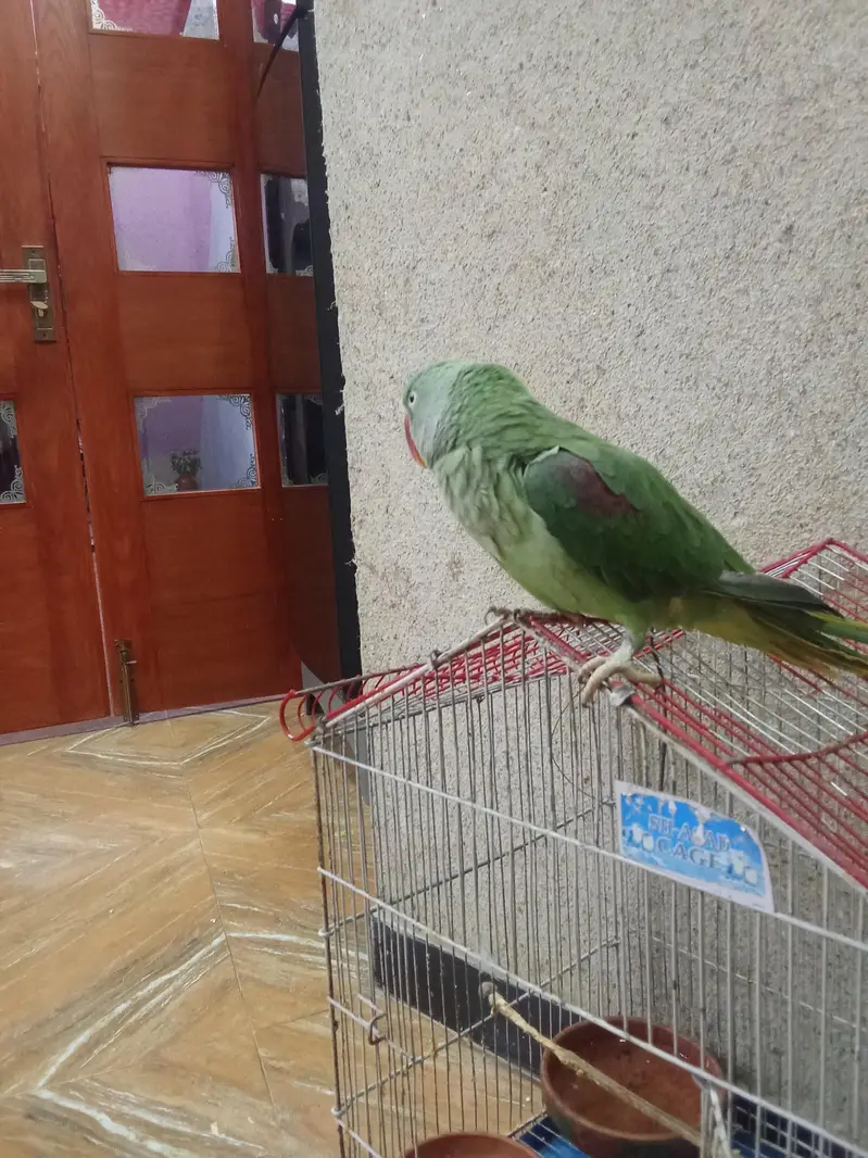Raw parrot — photo 3