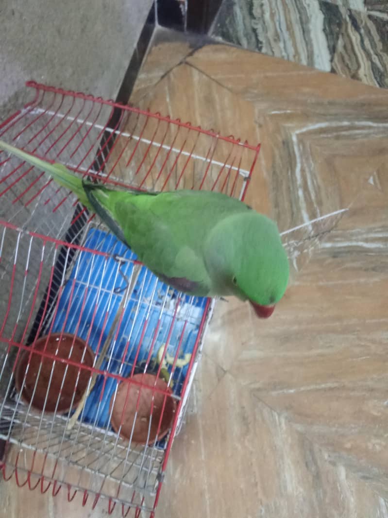 Raw parrot 3