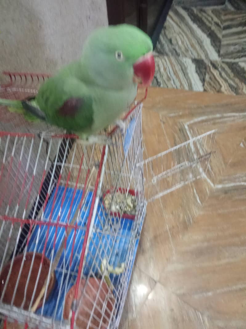 Raw parrot 4