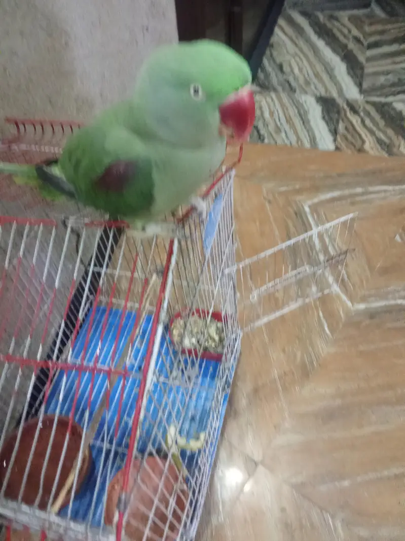 Raw parrot — photo 5