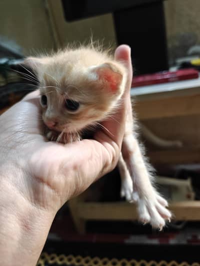 Cat and kittens for adoption