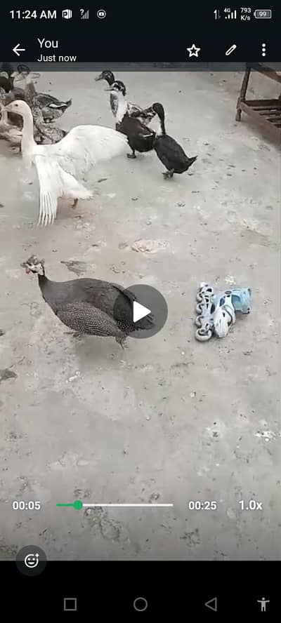Hen for sale khanay k Liye best hai