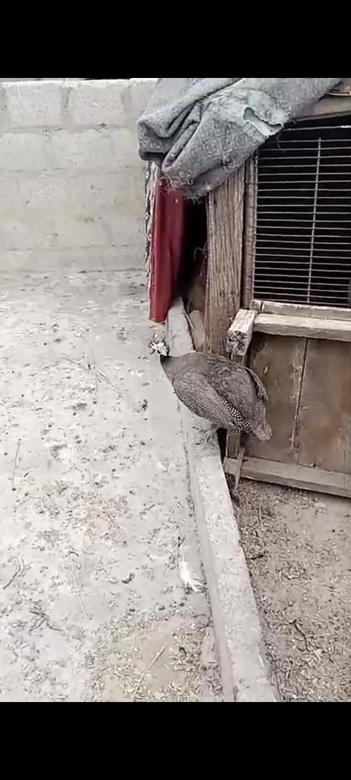 Hen for sale khanay k Liye best hai — photo 2