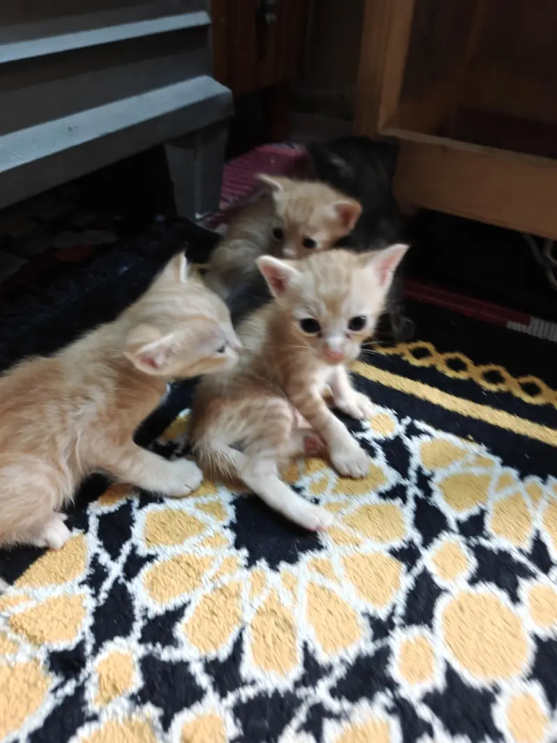 Cat and kittens for adoption — photo 2