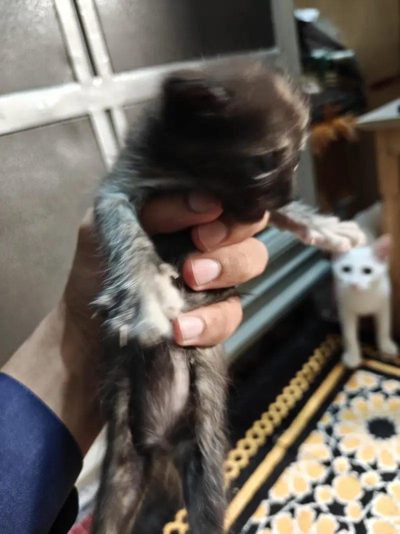 Cat and kittens for adoption — photo 3