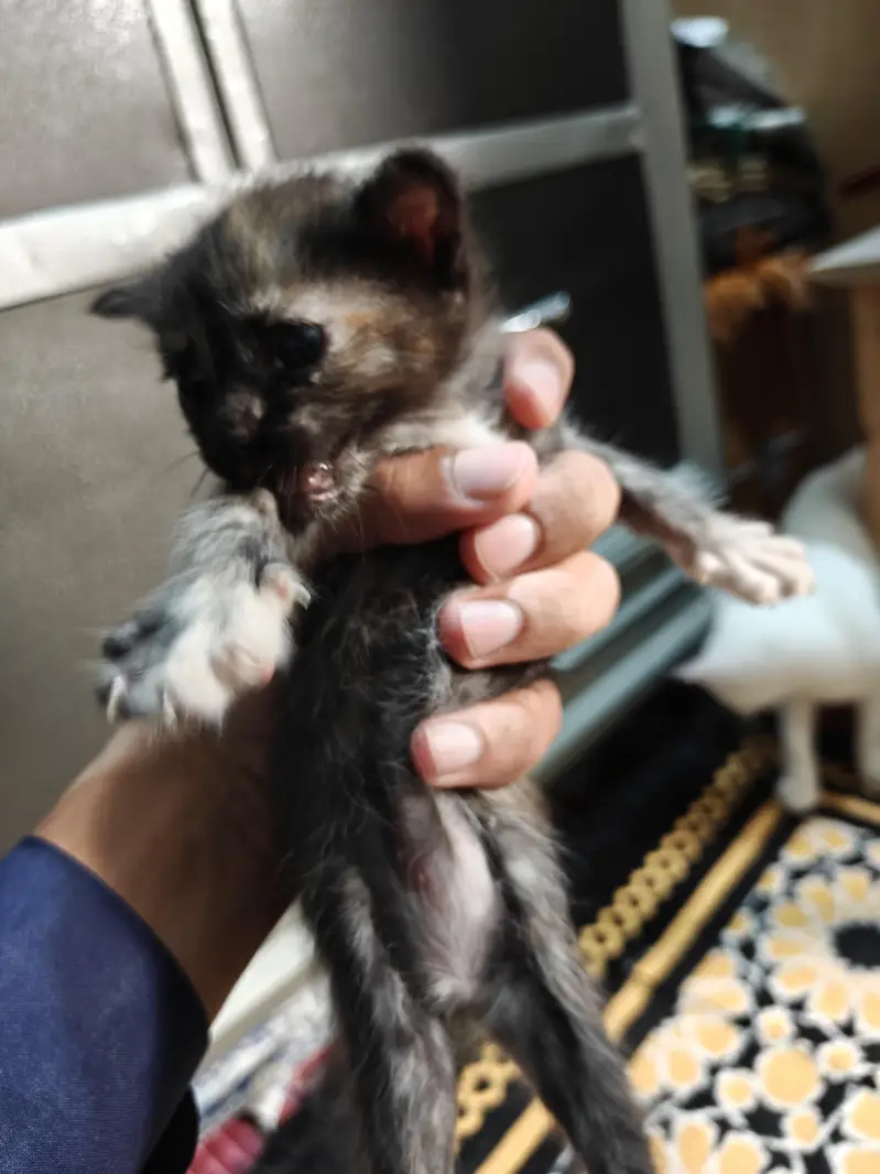 Cat and kittens for adoption — photo 4