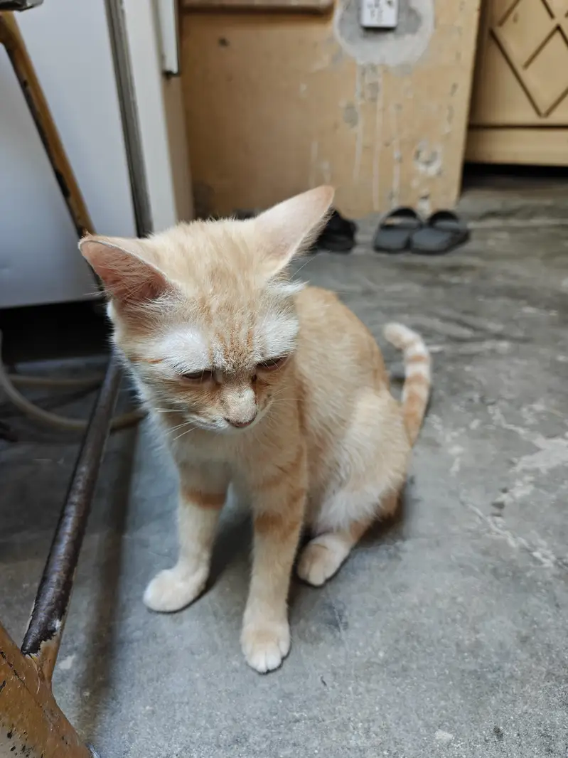 Cat and kittens for adoption — photo 5