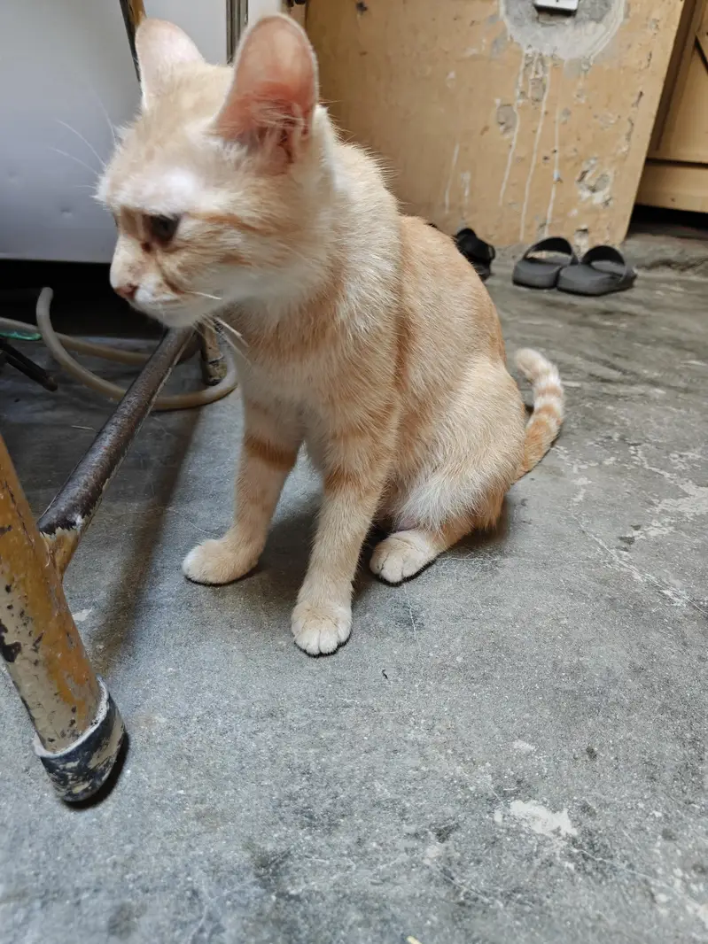 Cat and kittens for adoption — photo 7