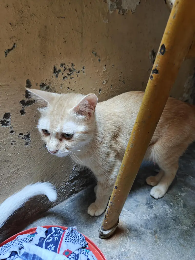 Cat and kittens for adoption — photo 8