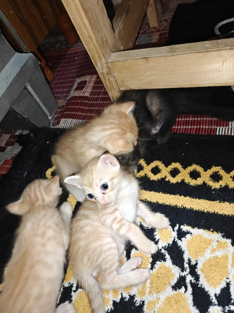 Cat and kittens for adoption — photo 9