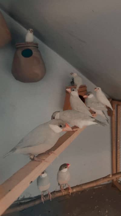 Java finches