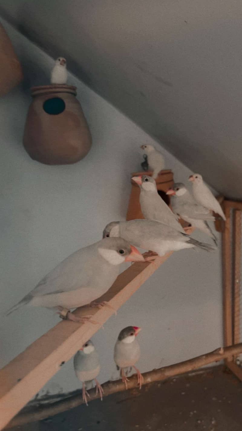 Java finches 0