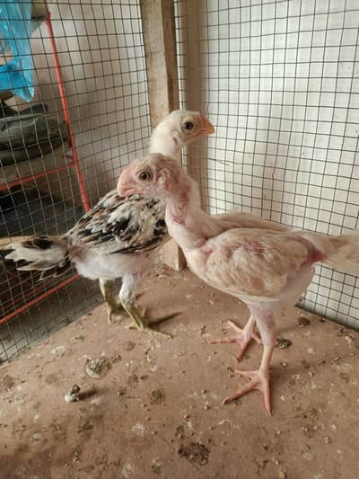 Indian parrot beak chick's