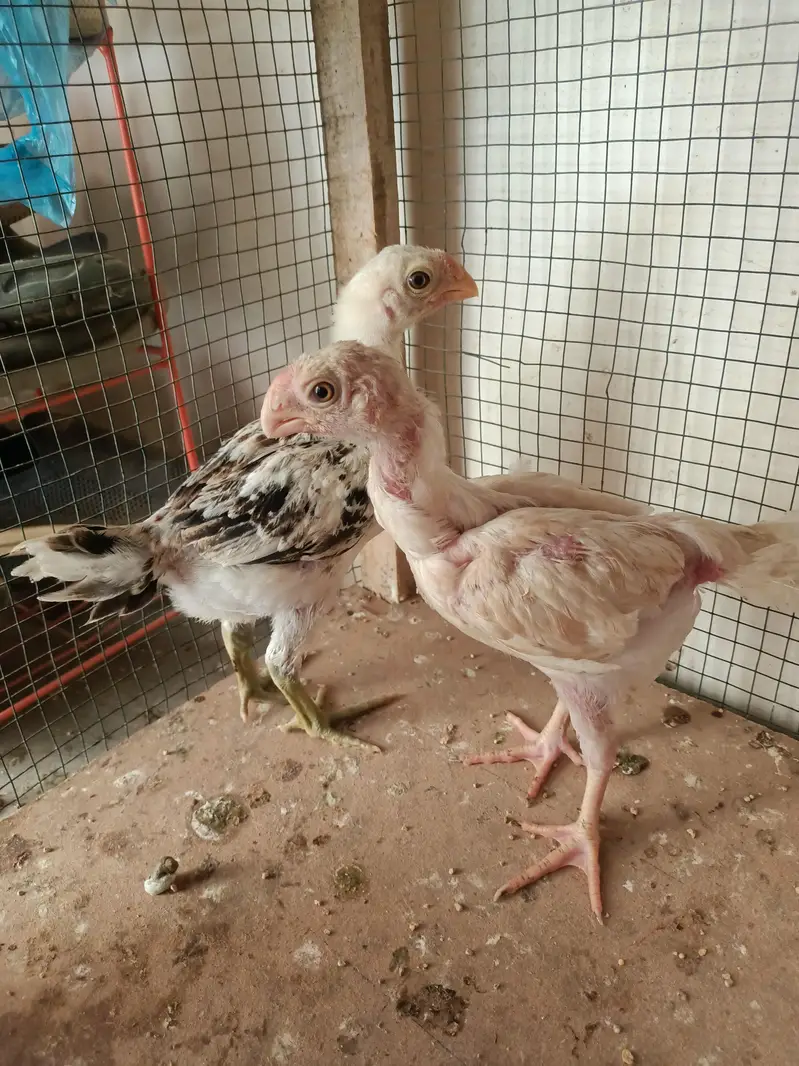 Indian parrot beak chick's