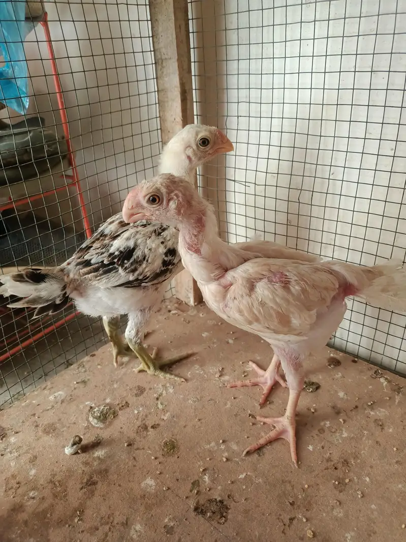 Indian parrot beak chick's — photo 2