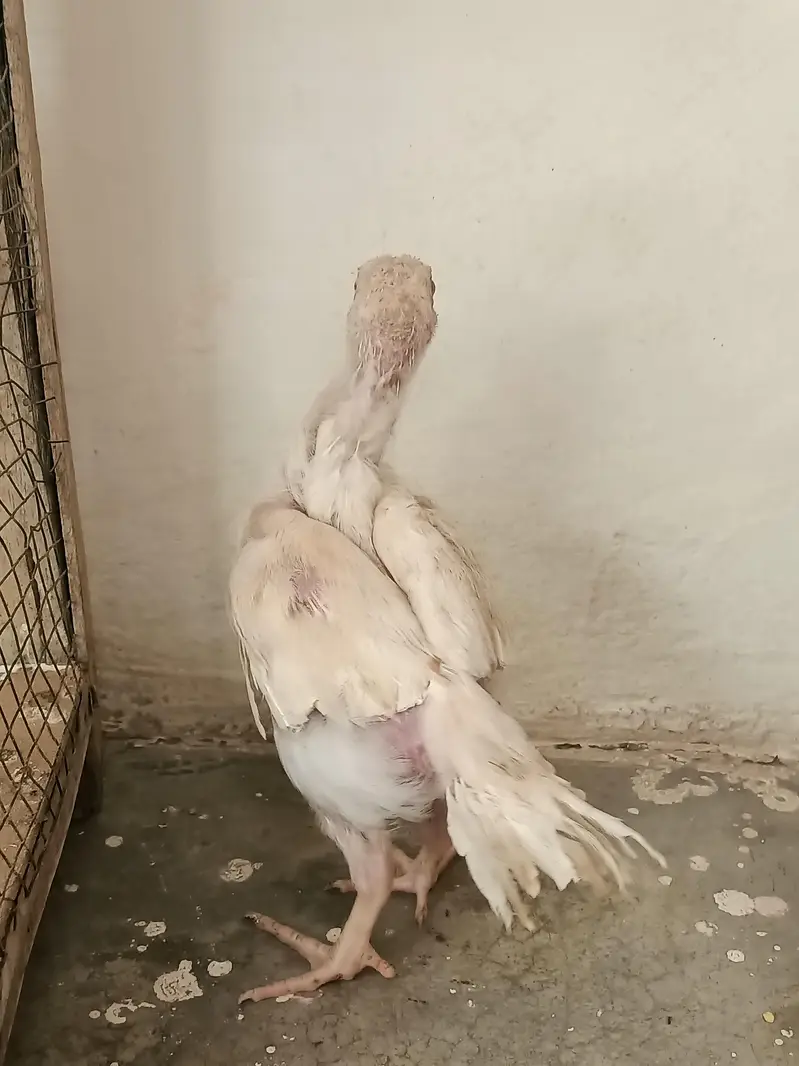 Indian parrot beak chick's — photo 4