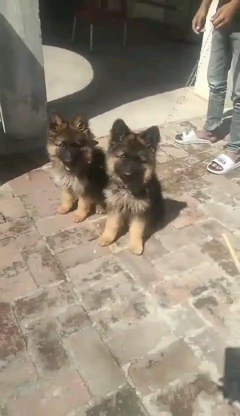 German shepherd | Puppy | GSD | Dog for sale | Whatsapp O32124O54O9 — photo 2