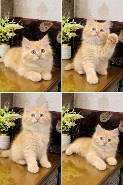 Persian Kittens | Triple Coated | Fluffy Kittens | For Sale | COD Ava